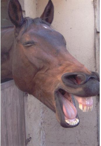 laugh-horse.jpg